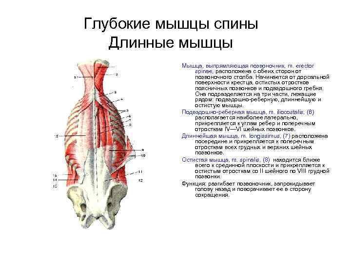 Мышца выпрямляющая позвоночник