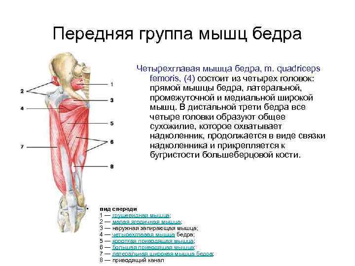 Косая мышца бедра