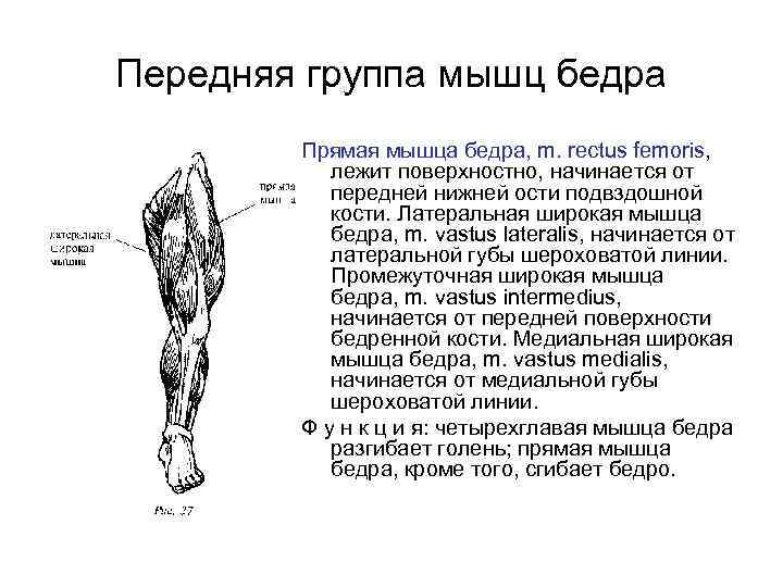 Передняя группа мышц бедра Прямая мышца бедра, m. rectus femoris, лежит поверхностно, начинается от