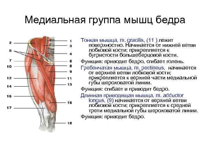 Медиальная группа мышц бедра Тонкая мышца, m. gracilis, (11 ) лежит поверхностно. Начинается от