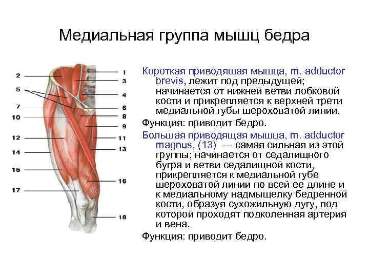 Медиальная группа мышц бедра Короткая приводящая мышца, m. adductor brevis, лежит под предыдущей; начинается