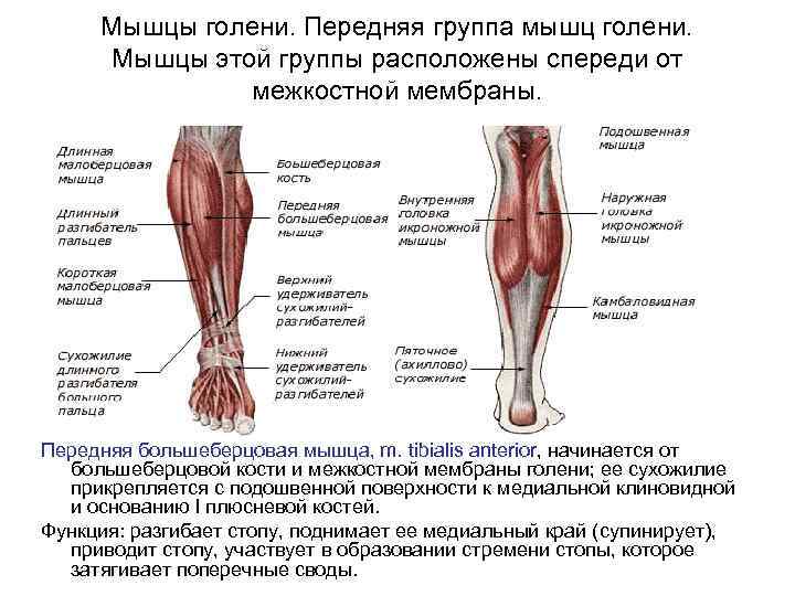 Мышцы голени. Передняя группа мышц голени. Мышцы этой группы расположены спереди от межкостной мембраны.