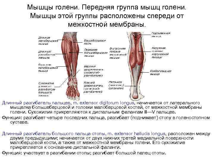 Мышцы голени. Передняя группа мышц голени. Мышцы этой группы расположены спереди от межкостной мембраны.