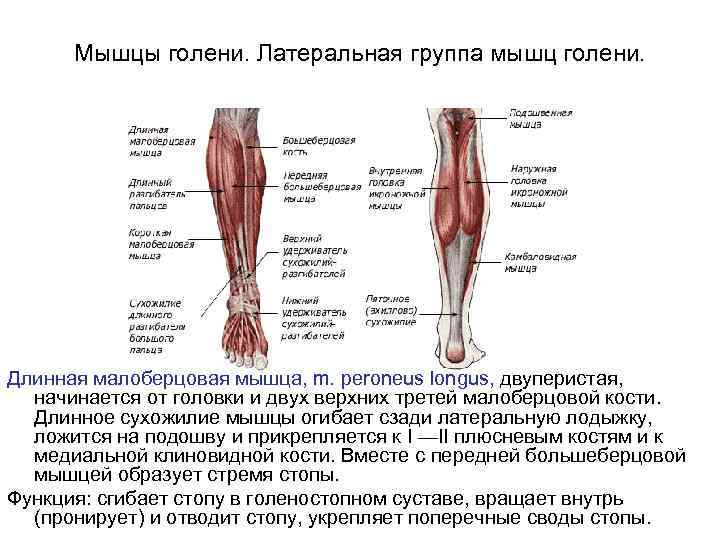 Мышцы голени. Латеральная группа мышц голени. Длинная малоберцовая мышца, m. peroneus longus, двуперистая, начинается