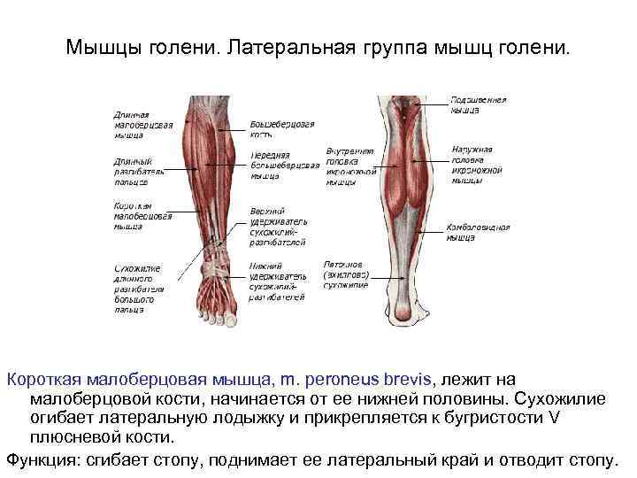 Мышцы голени. Латеральная группа мышц голени. Короткая малоберцовая мышца, m. peroneus brevis, лежит на