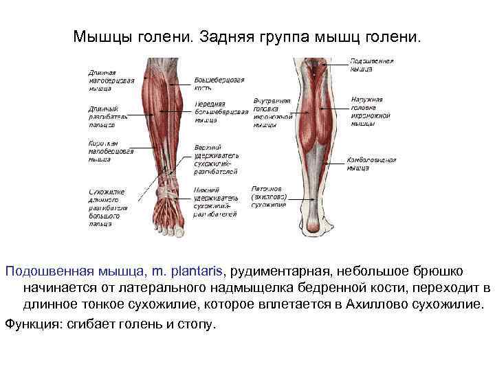 Схема голени человека