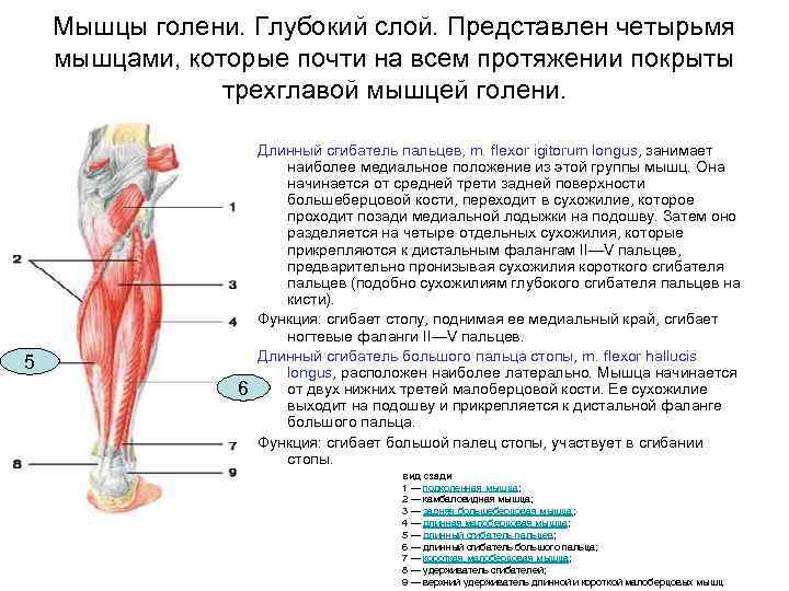 Мышцы голени. Глубокий слой. Представлен четырьмя мышцами, которые почти на всем протяжении покрыты трехглавой