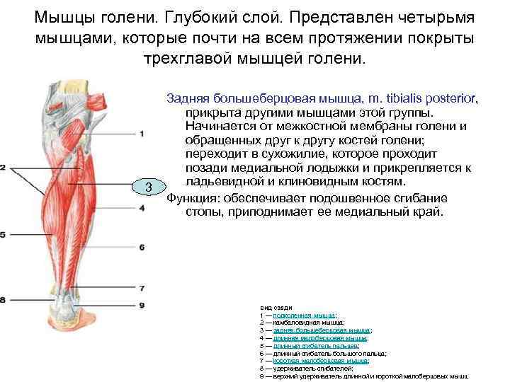 Короткая малоберцовая мышца. Задняя большеберцовая мышца голени. Задняя большеберцовая мышца анатомия функции. Функция задней большеберцовой мышцы голени. Задняя большеберцовая мышца, m. Tibialis posterior.