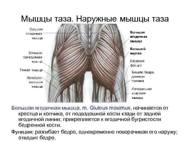 Мышцы таза. Наружные мышцы таза Большая ягодичная мышца, m. Gluteus maximus, начинается от крестца
