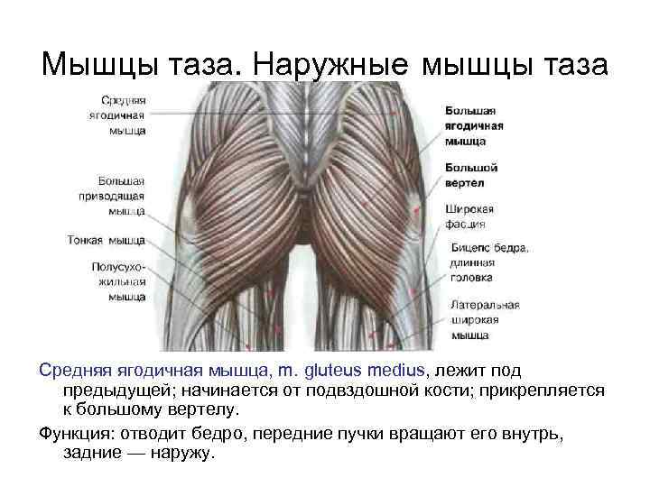 Мышцы таза. Наружные мышцы таза Средняя ягодичная мышца, m. gluteus medius, лежит под предыдущей;