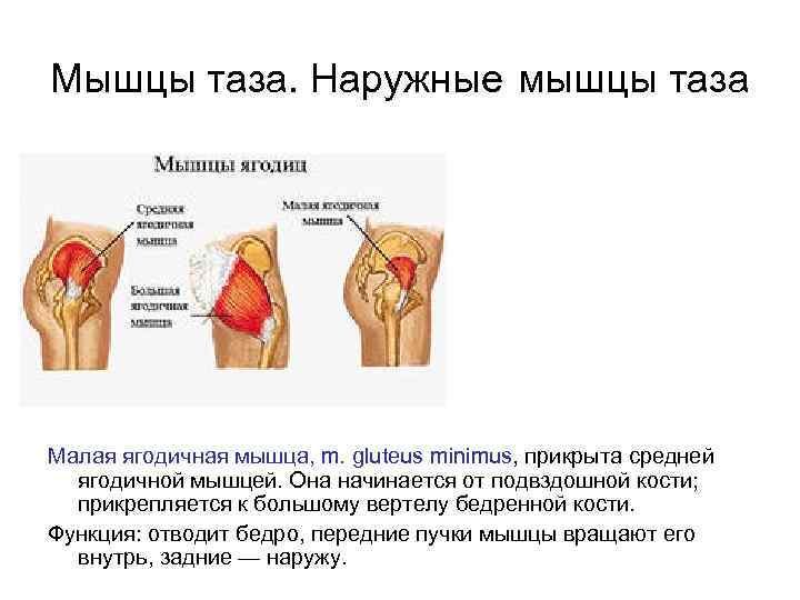 Мышцы малого таза. Большой вертел бедренной кости мышцы. Наружные мышцы таза. Наружные мышцы таза функции. Мышцы прикрепляющиеся к большому вертелу.