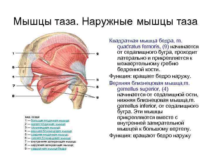 Мышцы таза. Наружные мышцы таза вид сзади 1 — большая ягодичная мышца; 2 —