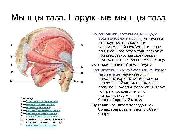 Мышцы таза. Наружные мышцы таза вид сзади 1 — большая ягодичная мышца; 2 —