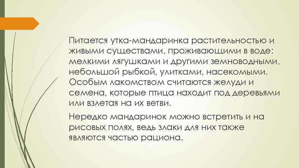 Питается утка-мандаринка растительностью и живыми существами, проживающими в воде: мелкими лягушками и другими земноводными,