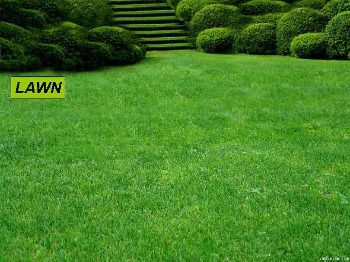 LAWN 