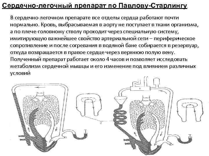 Сердечно-легочный препарат по Павлову-Старлингу. В сердечно-легочном препарате все отделы сердца работают почти нормально. Кровь,