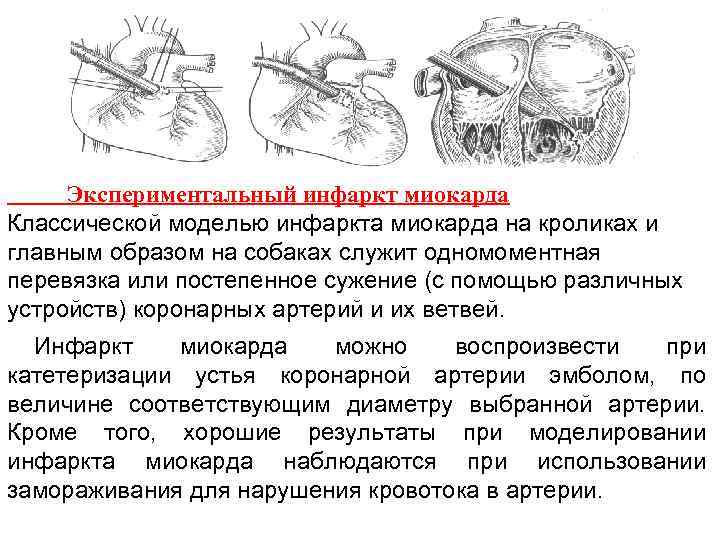 Экспериментальный инфаркт миокарда Классической моделью инфаркта миокарда на кроликах и главным образом на собаках