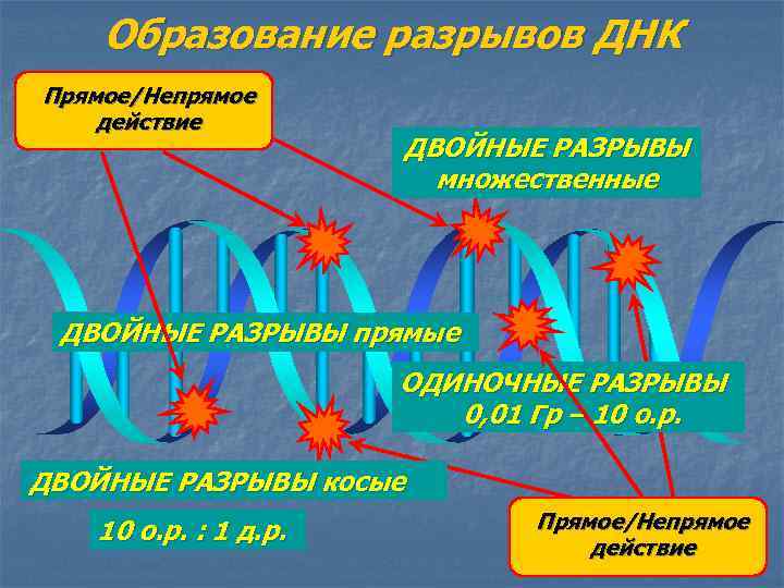 Образование разрывов ДНК Прямое/Непрямое действие ДВОЙНЫЕ РАЗРЫВЫ множественные ДВОЙНЫЕ РАЗРЫВЫ прямые ОДИНОЧНЫЕ РАЗРЫВЫ 0,