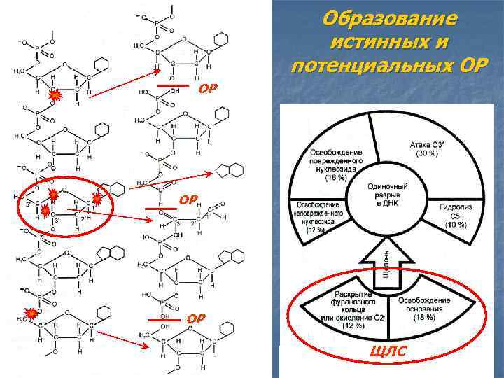 Образование истинных и потенциальных ОР ОР ЩЛС 