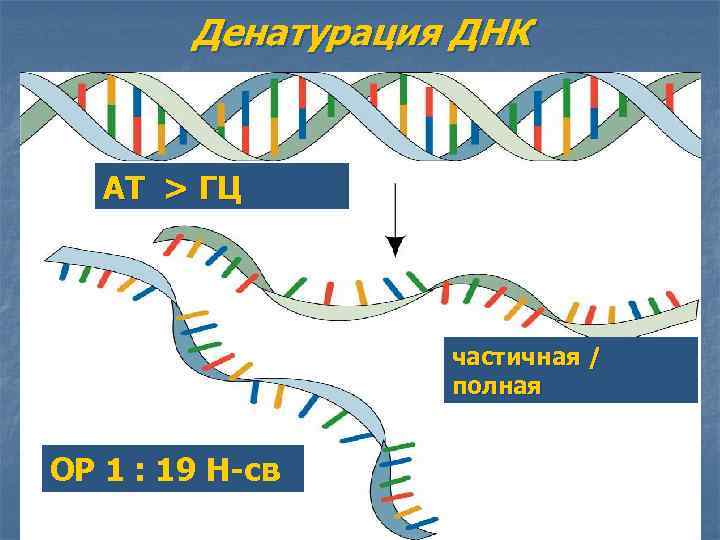 Денатурация ДНК АТ > ГЦ частичная / полная ОР 1 : 19 Н-св 