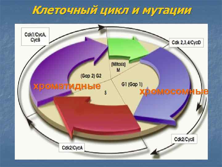 Клеточный цикл и мутации хроматидные хромосомные 