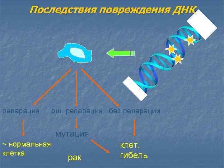 Последствия повреждения ДНК репарация ош. репарация без репарации мутация ~ нормальная клетка рак клет.