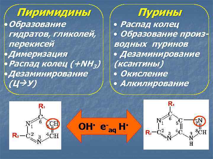 Пурины это