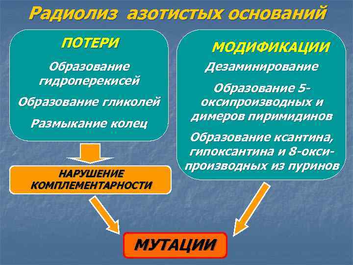 Радиолиз азотистых оснований ПОТЕРИ МОДИФИКАЦИИ Образование гидроперекисей Образование гликолей Размыкание колец НАРУШЕНИЕ КОМПЛЕМЕНТАРНОСТИ Дезаминирование