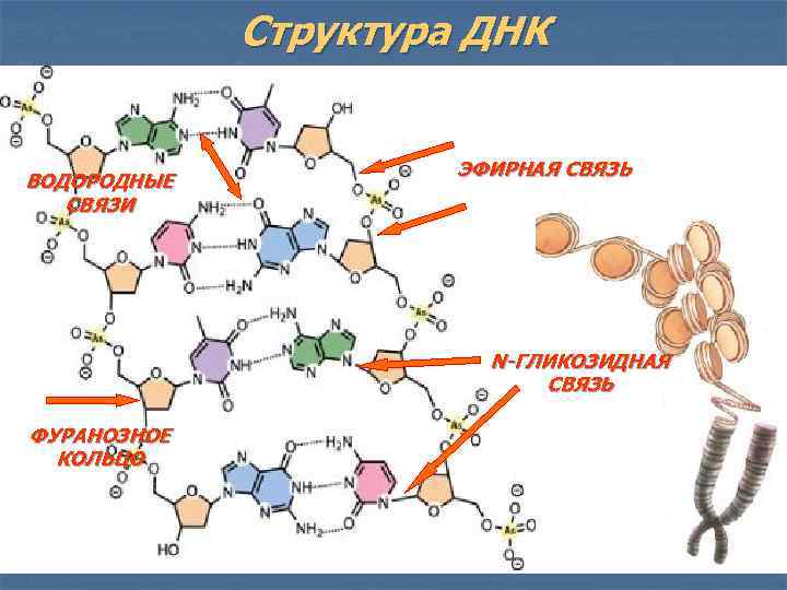 Структура ДНК ВОДОРОДНЫЕ СВЯЗИ ЭФИРНАЯ СВЯЗЬ N-ГЛИКОЗИДНАЯ СВЯЗЬ ФУРАНОЗНОЕ КОЛЬЦО 