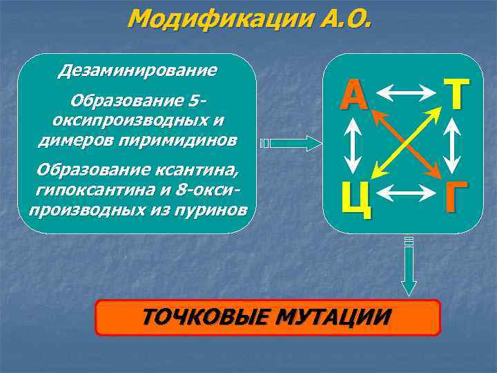 Модификации А. О. Дезаминирование Образование 5 оксипроизводных и димеров пиримидинов Образование ксантина, гипоксантина и