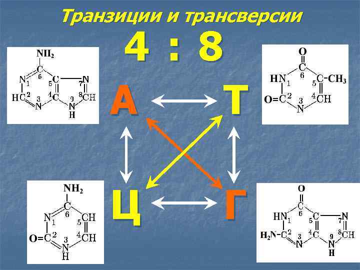 Транзиции и трансверсии 4 : 8 А Т Ц Г 