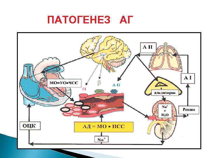 Артериальная гипертензия патогенез. Патогенез артериальной гипертензии схема. Патогенез гипертонической болезни схема. Патогенез артериальной гипертензии. Патогенез артериальной гипертензии у беременных.