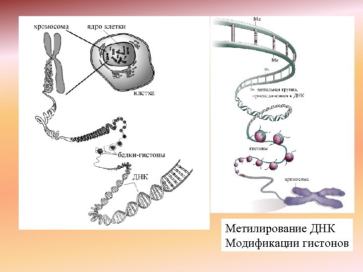 Метилирование ДНК Модификации гистонов 