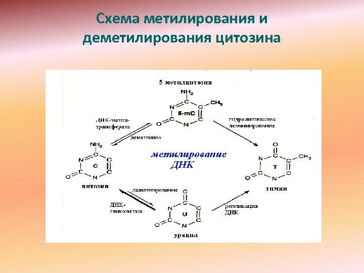 Схема метилирования и деметилирования цитозина 