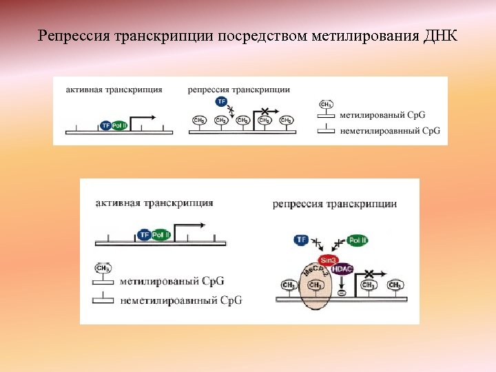 Репрессия транскрипции посредством метилирования ДНК 