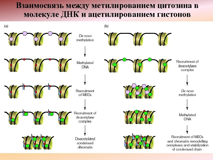 Взаимосвязь между метилированием цитозина в молекуле ДНК и ацетилированием гистонов 