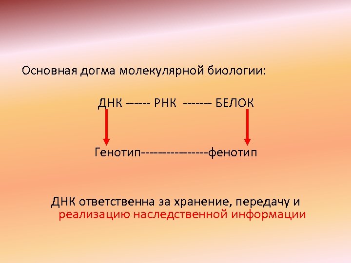 Основная догма молекулярной биологии: ДНК ------ РНК ------- БЕЛОК Генотип--------фенотип ДНК ответственна за хранение,