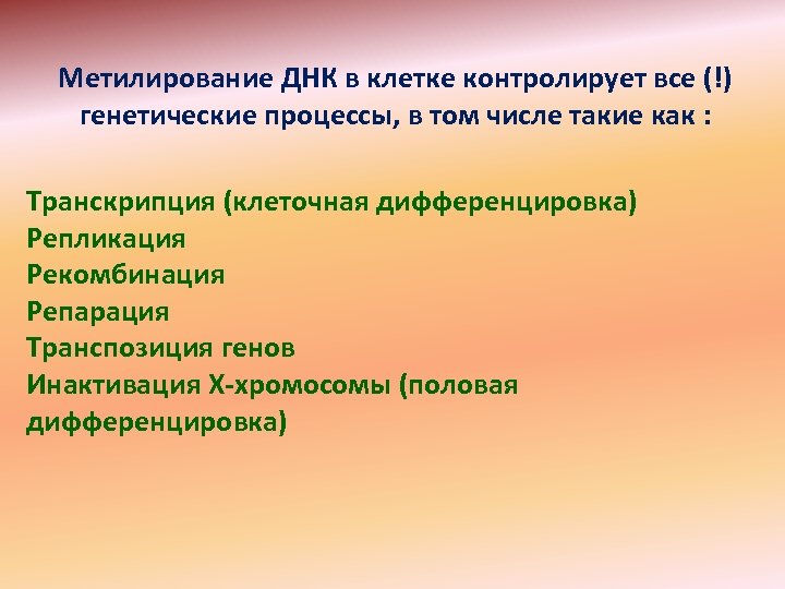 Метилирование ДНК в клетке контролирует все (!) генетические процессы, в том числе такие как