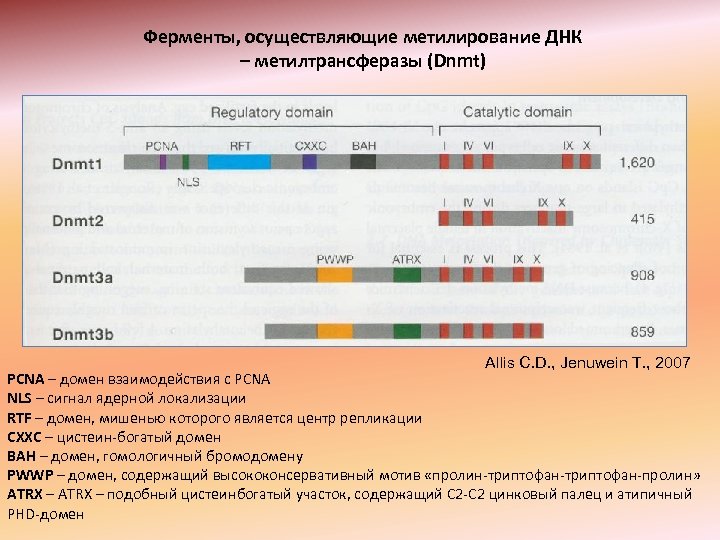 Ферменты, осуществляющие метилирование ДНК – метилтрансферазы (Dnmt) Allis C. D. , Jenuwein T. ,