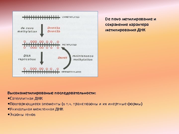 De novo метилирование и сохранение характера метилирования ДНК Высокометилированые последовательности: • Сателлитная ДНК •