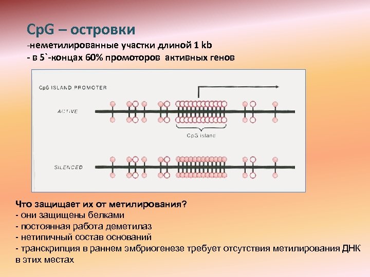 Cp. G – островки -неметилированные участки длиной 1 kb - в 5`-концах 60% промоторов