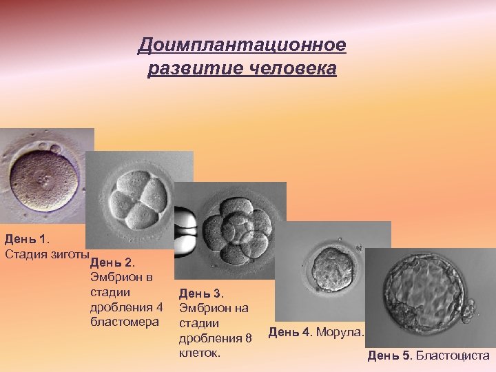 Особенности стадии дробления