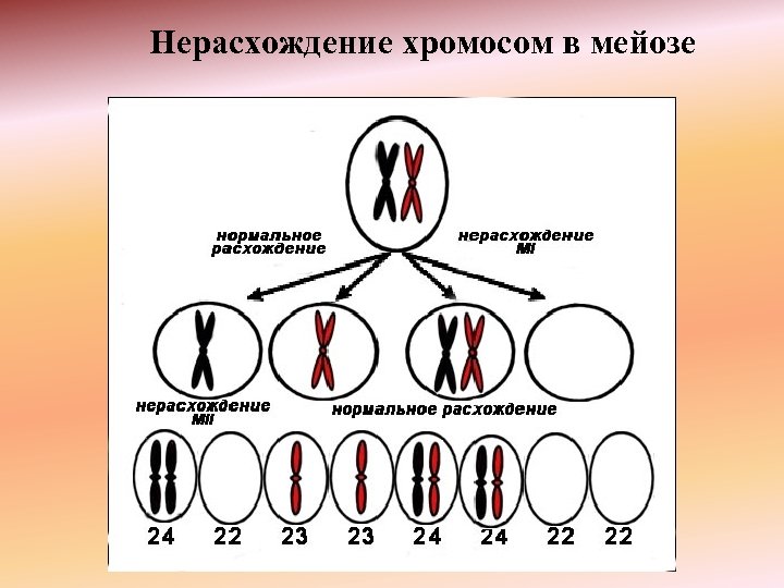 Нерасхождение хромосом в мейозе 