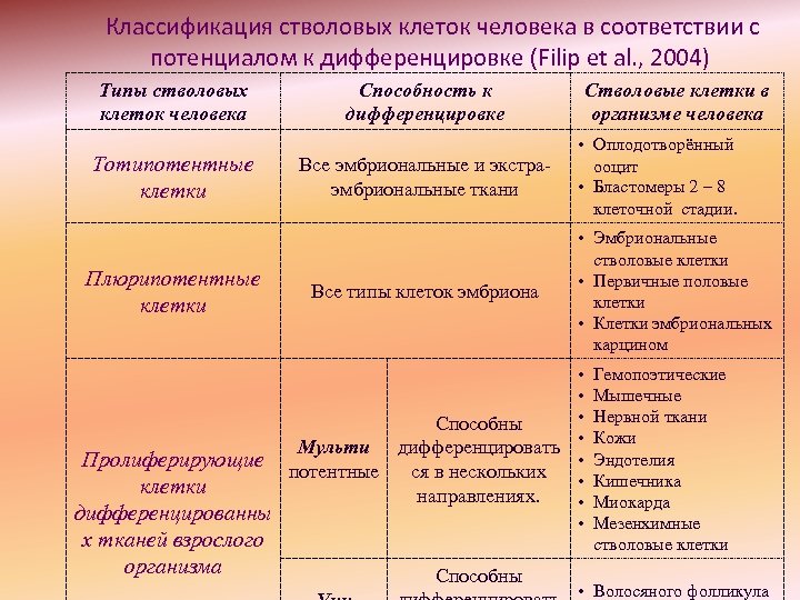  Классификация стволовых клеток человека в соответствии с потенциалом к дифференцировке (Filip et al.