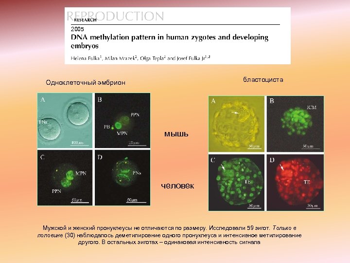 2005 бластоциста Одноклеточный эмбрион мышь человек Мужской и женский пронуклеусы не отличаются по размеру.