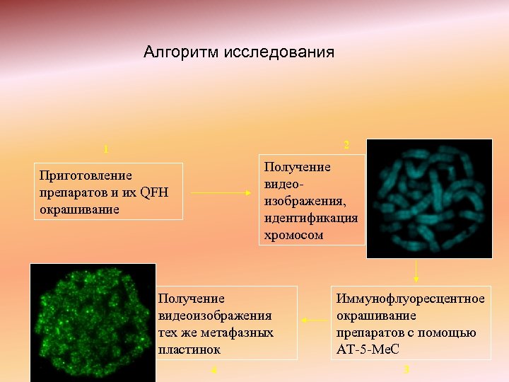 Алгоритм исследования 2 1 Получение видеоизображения, идентификация хромосом Приготовление препаратов и их QFH окрашивание