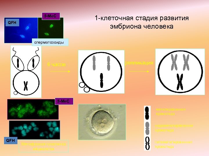 5 -Me. C 1 -клеточная стадия развития эмбриона человека QFH сперматозоиды 6 часов репликация