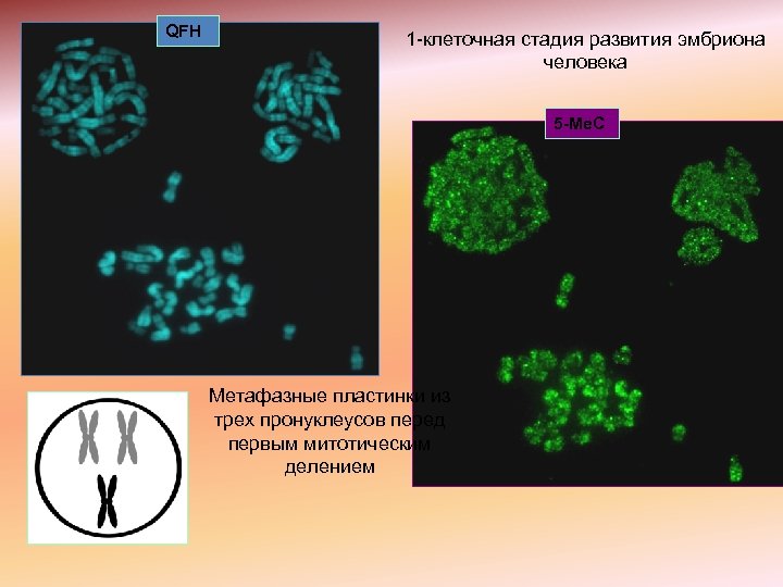 QFH 1 -клеточная стадия развития эмбриона человека 5 -Me. C Метафазные пластинки из трех