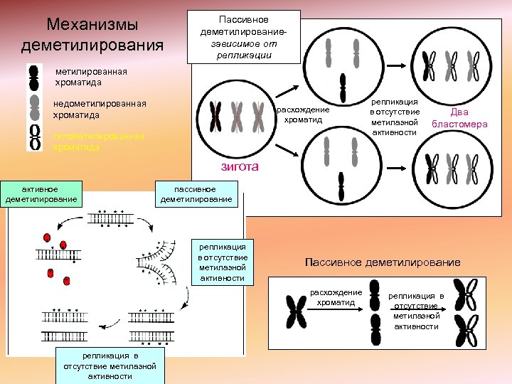 Механизмы деметилирования Пассивное деметилирование- зависимое от репликации метилированная хроматида недометилированная хроматида расхождение хроматид гипометилированная