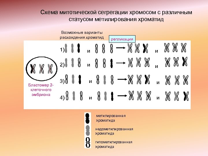 Схема хромосомного набора. Сегрегация хромосом. Схема аномальной сегрегации хромосом. Сегрегационная функция хромосом. Схема хромосомы человека.